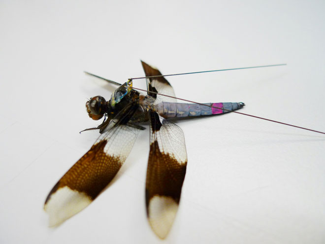 Cyborg Dragonflies: In-Flight Neural Sensing